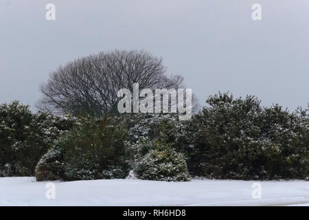 New Forest, Hampshire. 1. Feb 2019. UK Wetter: Schöne verschneite Szenen im New Forest. Credit: pcpexclusive/Alamy leben Nachrichten Stockfoto