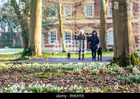 Lytham, Lancashire, UK. 1 Feb, 2019. Wetter news. Wie viele Teile von Großbritannien unter Schnee und Eis sind Es ist ein wunderschöner Wintertag an der Fylde coast und die schneeglöckchen sind in Kraft bei Lytham Hall, Lancashire. Credit: Gary Telford/Alamy leben Nachrichten Stockfoto