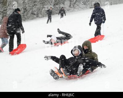 Box, Wiltshire, UK. 1. Feb. Kinder Rodeln die schneebedeckten Hänge der "Gemeinsamen in fallenden Schnee. Credit: Nick Upton/Alamy Leben Nachrichten. Stockfoto