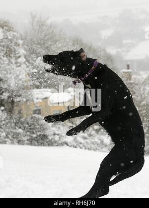 Box, Wiltshire, UK. 1. Feb. Ein Hund springt einen Schneeball geworfen, für die es auf das Gemeinsame zu fangen. Credit: Nick Upton/Alamy Leben Nachrichten. Stockfoto