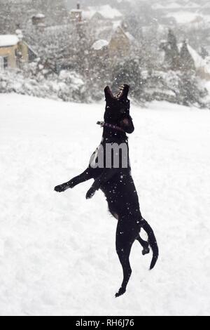 Box, Wiltshire, UK. 1. Feb. Ein Hund springt einen Schneeball geworfen, für die es auf das Gemeinsame zu fangen. Credit: Nick Upton/Alamy Leben Nachrichten. Stockfoto