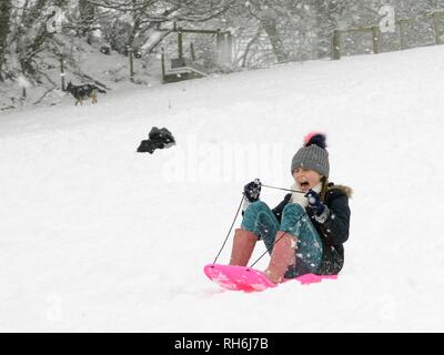 Box, Wiltshire, UK. 1. Feb. Mädchen hinunter rodeln die schneebedeckten Hänge der "Gemeinsamen in fallenden Schnee. Credit: Nick Upton/Alamy Leben Nachrichten. Stockfoto