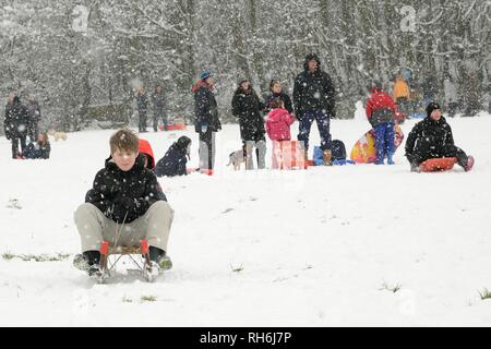 Box, Wiltshire, UK. 1. Feb. Kinder Rodeln die schneebedeckten Hänge der "Gemeinsamen in fallenden Schnee. Credit: Nick Upton/Alamy Leben Nachrichten. Stockfoto