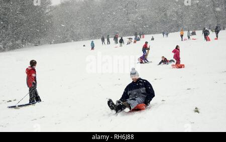 Box, Wiltshire, UK. 1. Feb. Leute hinunter rodeln die schneebedeckten Hänge der "Gemeinsamen in fallenden Schnee. Credit: Nick Upton/Alamy Leben Nachrichten. Stockfoto