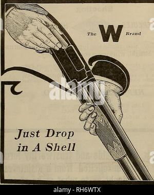 . Züchter und Sportler. Pferde. Der Repeater, die leicht zu einer Funktion von der Winchester Modell 1912 Hammerlose wiederholen Schrotflinte, die sehr geschätzt und hat sich günstige Kommentar von gun Benutzer im Allgemeinen entstehen, Laden, und durch trapshooters Insbesondere, ist die Leichtigkeit, mit der es geladen werden kann. Das Magazin wird einfach durch Festlegung der Shell auf dem Träger, durch die Öffnung auf der Unterseite des Empfängers, und es geht nach vorne in das Magazin geladen. "Wenn es als einzelne Lader benutzt, wie für Trap Schießen, Laden besteht aus Eröffnung der Aktion, das Fallenlassen der Shell an der Seite des recei Stockfoto