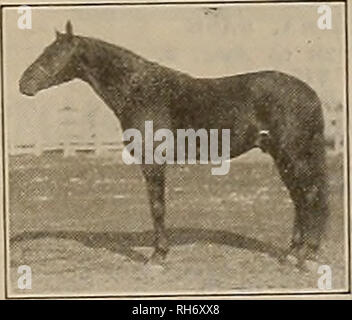 . Züchter und Sportler. Pferde. GERALD G 41632 von Zombro 2:11. Vater von 8 Hufe und 6 Pacer* mit folgenden Datensätze 2:10, der größte Sohn von McKinney 2: Lli 4; dam Italia (Dam von Sid Durfee an 2:20%, Zonitella 2: 29 %, und Loma B., Mutter von Albaloma (3) 2:12, und Nobage, Sire von Zombowage (2) 2: 29%), von Sidney 2: 19 %; im zweiten Damm Dot, von Anweisungsskripts, 2305; dritter dam Venedig, von Vanderbilt thbd., etc. Schöne Golden Bay reiten, 16 Hände, 1200 Pfund, deren Fohlen Geschwindigkeit besitzen, Größe Schönheit und Intelligenz. Wird die Saison 1913 auf meiner Ranch in der Nähe von Sacramento bei $ 30 für die Jahreszeit mit üblichen Privilegien. Ausgezeichnet Stockfoto