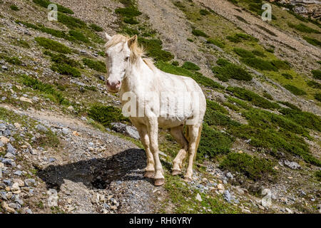 Ein weißes Pferd ist die Beweidung in die karge Landschaft des Oberen Marsyangdi Tal Stockfoto