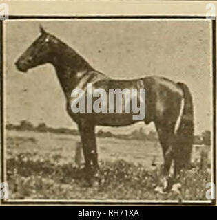 . Züchter und Sportler. Pferde. 18&amp; er^ veebev axiti gtpovtsmcm ich April 15, 1905 der Meister Vererber für frühe UND EXTREME GESCHWINDIGKEIT NUSSBAUMHOLZ WILKES 2: | fjJ {- "Bin LIDA W 2:18^von Nussbaum 2:18=^ MTffOOD WILKES 22116 ist der einzige Hengst, der jemals produziert zwei drei-jährigen Id eine Jahreszeit mit recordsof 2:12 und 2:i" M. Wer ist es-.*: 12, ex-Meister drei-jährige Wallach der Welt, reduzierte HI - * Record zu 2:10 ^ - Johannes ein Mc-Kerron 2: U4 H2: 12 M als ein drei Jahre altes) ist die schnelle-est Trotter eines 'l der berühmten Stamm von George Wilkes XITWOOD WILKES ist der Vater von Johannes ein Mo Kerron 2: (4^ Stockfoto