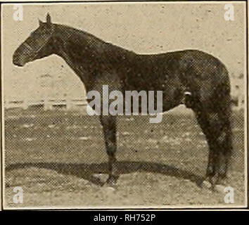 . Züchter und Sportler. Pferde. GERALD G 41632 von Zombro 2:11, Vater von S Traber und 6 Pacers mit Datensätzen unter 2:10, der größte Sohn von McKinney 2: Lli 4; dam Italia (Dam von Sid Durfee an 2:20^4, Zonitella 2: 29 %, und Loma E., Staudamm von Albaloma (3) 2:12, und Nobage, Sire von Zombowage (2) 2: 29%), von Sidney 2: 19 %; im zweiten Damm Dot, von Anweisungsskripts, 2305; dritter dam Venedig, von Vanderbilt, thbd., etc. Schöne Golden Bay reiten, 16 Hände, 1200 Pfund, deren Fohlen Geschwindigkeit, Größe, Schönheit und Intelligenz besitzen. Wird die Saison 1913 auf meiner Ranch in der Nähe von Sacramento bei $ 30 für fsme Hcnaon, mit den üblichen Privilegien. Excell Stockfoto