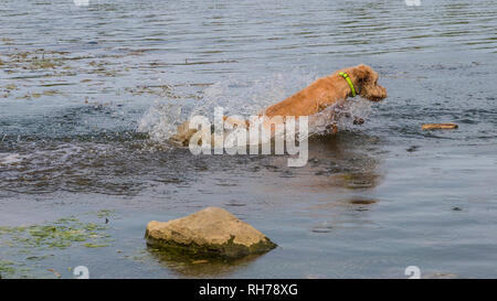 Schöne Wirehaired Vizsla Hund im Wasser springen auf einen aktiven Tag in der Natur Stockfoto