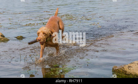 Schöne Wirehaired Vizsla Hund laufen auf dem Wasser mit einem Stück Holz in seine Schnauze auf einen aktiven Tag in der Natur Stockfoto