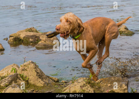 Wirehaired Vizsla Hund läuft auf das Wasser und die Steine mit einem Stück Holz in seine Schnauze auf einen aktiven Tag in der Natur Stockfoto