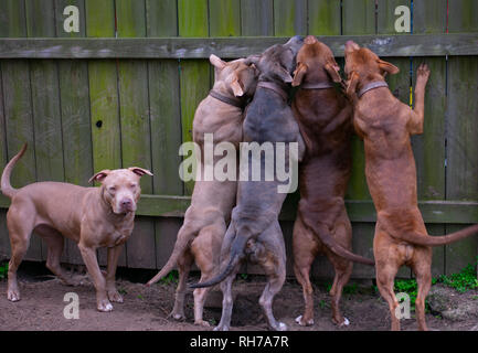 Sie sagen, Hunde sind ein mans besten Freund. Diese schönen Hunde sind alle besten friend.beautiful und stark. Stockfoto