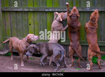 Sie sagen, Hunde sind ein mans besten Freund. Diese schönen Hunde sind alle besten friend.beautiful und stark. Stockfoto