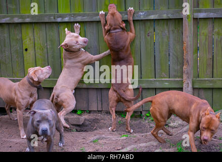 Sie sagen, Hunde sind ein mans besten Freund. Diese schönen Hunde sind alle besten friend.beautiful und stark. Stockfoto