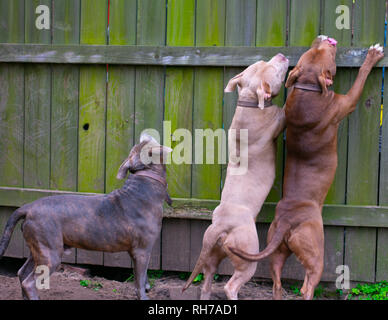 Sie sagen, Hunde sind ein mans besten Freund. Diese schönen Hunde sind alle besten friend.beautiful und stark. Stockfoto