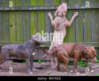 Sie sagen, Hunde sind ein mans besten Freund. Diese schönen Hunde sind alle besten friend.beautiful und stark. Stockfoto