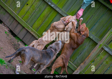 Sie sagen, Hunde sind ein mans besten Freund. Diese schönen Hunde sind alle besten friend.beautiful und stark. Stockfoto