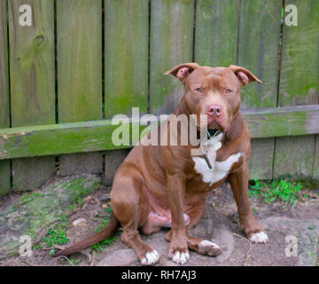 Sie sagen, Hunde sind ein mans besten Freund. Diese schönen Hunde sind alle besten friend.beautiful und stark. Stockfoto