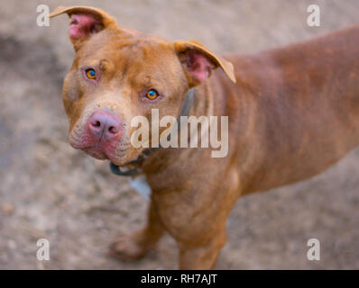 Sie sagen, Hunde sind ein mans besten Freund. Diese schönen Hunde sind alle besten friend.beautiful und stark. Stockfoto