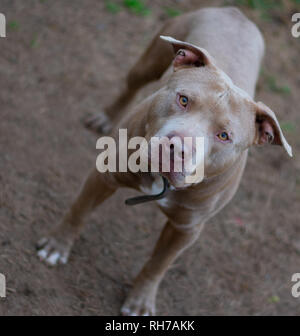 Sie sagen, Hunde sind ein mans besten Freund. Diese schönen Hunde sind alle besten friend.beautiful und stark. Stockfoto