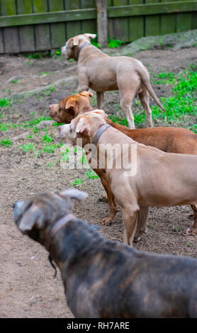 Sie sagen, Hunde sind ein mans besten Freund. Diese schönen Hunde sind alle besten friend.beautiful und stark. Stockfoto