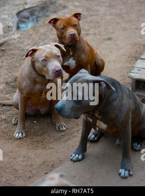 Sie sagen, Hunde sind ein mans besten Freund. Diese schönen Hunde sind alle besten friend.beautiful und stark. Stockfoto