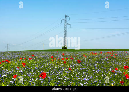 Strommast in einem Feld von Mohn (Papaver) und Flachs (Linum) in Blüte, Puy de Dome Abteilung, Auvergne Rhône-Alpes, Frankreich, Europa Stockfoto