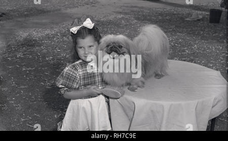 1950er Jahre, süße junge Mädchen mit Schleife im Haar und mit einem Besen, stehend neben ihr kleines Haustier Hund, Chihuahua, der auf einem Tisch gehockt ist. Stockfoto