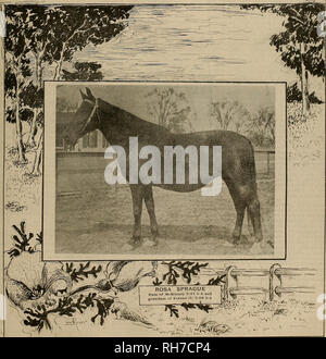. Züchter und Sportler. Pferde. VOL. XXIX Nr. 20 36 die Geary Street. SAN FRANCISCO, Samstag, 16. November 1901. Abonnement für drei Dollar ein Ja. *. , V&gt; N-. Bitte beachten Sie, dass diese Bilder sind von der gescannten Seite Bilder, die digital für die Lesbarkeit verbessert haben mögen - Färbung und Aussehen dieser Abbildungen können nicht perfekt dem Original ähneln. extrahiert. San Francisco, Calif.: [s. n. ] Stockfoto