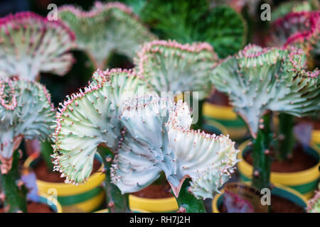 EUPHORBIA LACTEA CRISTATA EINGEPFROPFT BUNTE CACTUS Stockfoto