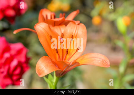 Die Posaune oder Trompete Kriechgang (Campsis radicans) Blume, wie Cow itch oder Kolibri Rebsorten bekannt, in der Blüte mit Samen und Blätter, draußen wachsen Stockfoto