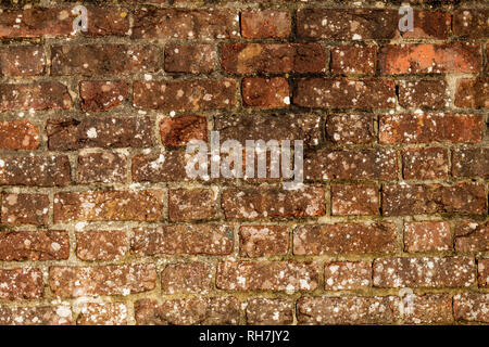 Red Brick schmutzige Wand in White Moss Flecken bedeckt Stockfoto