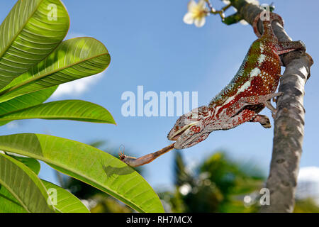 Panther chameleon (männlich) - Furcifer pardalis Stockfoto