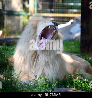 Ein männlicher Löwe im Paradise Wildlife Park, Hertfordshire, England, Großbritannien Stockfoto