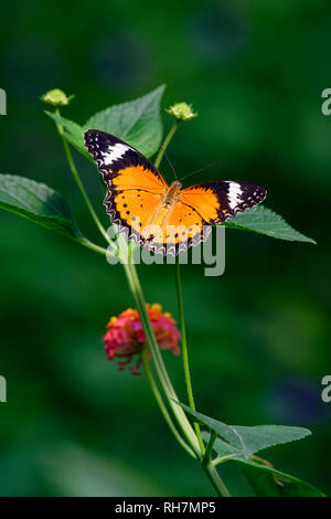 Leopard florfliege Schmetterling - Cethosia cyane Stockfoto