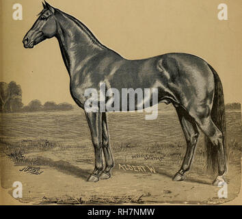 . Züchter und Sportler. Pferde. Vol.XVXU, Nr. 9, 31 - "Quatsch Straße. San Francisco, Samstag, 28.02.1891. Abonnement, fünf Dollar ein Jahr.. lisiii^ u.-anC'A T - T=fF5T^T-7Vâ 11,333, 2:20. Durch Electioneer, dam Schwester. Das Eigentum von J.B., Haggin, Esq., Rancho Del Paso, Kalifornien. Bitte beachten Sie, dass diese Bilder sind von der gescannten Seite Bilder, die digital für die Lesbarkeit verbessert haben mögen - Färbung und Aussehen dieser Abbildungen können nicht perfekt dem Original ähneln. extrahiert. San Francisco, Calif.: [s. n. ] Stockfoto