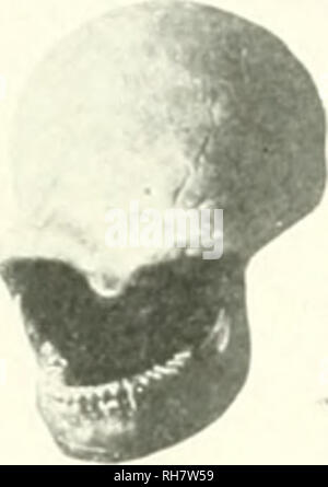 . Das Gehirn vom Affen zum Menschen; ein Beitrag zur Untersuchung der Entwicklung und der Entwicklung des menschlichen Gehirns. Gehirn; Evolution; Pongidae. . Bitte beachten Sie, dass diese Bilder sind von der gescannten Seite Bilder, die digital für die Lesbarkeit verbessert haben mögen - Färbung und Aussehen dieser Abbildungen können nicht perfekt dem Original ähneln. extrahiert. Tilney, Friedrich, 1875-1938; Riley, Henry Alsop, 1887 -. New York, S. B. Hoeber, Inc. Stockfoto