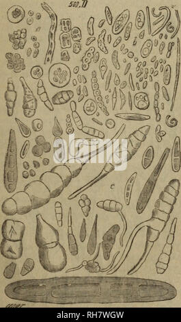 . IllustreÌe Brebissonia, Revue mensuelle de Botanique cryptogamique et d'anatomie veÌgeÌtale. Kryptogamen. - 187 - pourraient Ãªtre confondus avec Le ferment alcoolique, avec Le-quel ils ont une Grande analogueie Dekor forme; cependant, Intro - Duits dans le moÃ"t de raisin, ils ne produisent pas la moindre Gärung. Nous avons Ã©galement^ prÃ©sentÃ©Sous un grossissement de 500 diamÃ¨Tres dans les Abbildungen 5 et G les fructifications crypto-gamiques qui flottent dans l'Air de Paris. Certaines d'entre Elles s'y montrent Sous Les formes sans cesse Variablen; aussi n'avons-nous reproduit que Cel Stockfoto