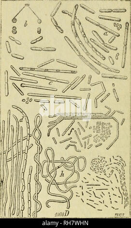 . IllustreÌe Brebissonia, Revue mensuelle de Botanique cryptogamique et d'anatomie veÌgeÌtale. Kryptogamen. BaebissoniÃ 3'annÃ©e. "N" 4. Â 64 Seiten M-60 Planche 3.. Abb. 14. Â Bacilles Je l'atmosphÃ¨re. L'un des PropriÃ©taires, GÃ©rant: G. Huberson. 8296. - ImprimÃ © par Ch. Noblet, rue Gujas, 13, Paris. Bitte beachten Sie, dass diese Bilder sind von der gescannten Seite Bilder, die digital für die Lesbarkeit verbessert haben mögen - Färbung und Aussehen dieser Abbildungen können nicht perfekt dem Original ähneln. extrahiert. Societe crytogamique de France. Paris [etc. Charles Noblet [usw.] ] Stockfoto