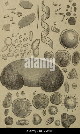 . IllustreÌe Brebissonia, Revue mensuelle de Botanique cryptogamique et d'anatomie veÌgeÌtale. Kryptogamen. - 164 - Certaines Ã©poques de l'annÃ©e ils sind si nombreux que les prÃ©-parations obtenues avec l'aÃ©roscope Muni d'un Grand diaphragme en sind recouvertes Comme d'un Bettdecke sichtbar à l'Åil nu. Les Fasern ont Ã©tÃ© l'objet d'une prÃ©paration Industrielle, comme Celles du Coton, du Lin, du chanvre, sind fort rares Ã Montsou-ris qui, Tandis qu'en Rencontre de toutes Couleurs dans l'intÃ©rieur de Behausungen. Puis viennent les Pollen de toute forme. Auf en trouve d'o-Vales, de triangu Stockfoto