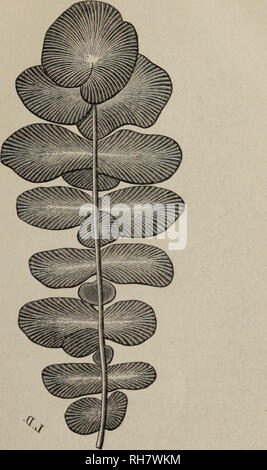 . IllustreÌe Brebissonia, Revue mensuelle de Botanique cryptogamique et d'anatomie veÌgeÌtale. Kryptogamen. BREBISSONIA 2 Â" annÃ©e. Â N°4. Seite 5 O Planche 2.. EOPTERIS CRIEI, Sap. FougÃ¨re silurienne des schistes ardoisicrs d'Angers (Zone à Cahjmene TristanÃ ¯), Fronde lÃ©gÃ¨rement restaurÃ©e Dans quelques-uns-de ses Dekor Schwänze secondaires RÃ©Produktion À 1/2. Les EOPTERIS reprÃ©sentent les plus anciennes plantes Terrestre *connues.. Bitte beachten Sie, dass diese Bilder aus gescannten Seite Bilder, die digital für die Lesbarkeit verbessert haben mögen - Färbung und Aussehen dieser illustr extrahiert werden Stockfoto