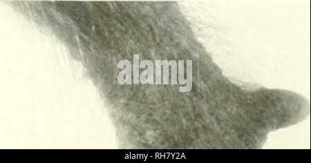 . Das Gehirn vom Affen zum Menschen; ein Beitrag zur Untersuchung der Entwicklung und der Entwicklung des menschlichen Gehirns. Gehirn; Evolution; Pongidae. . Bitte beachten Sie, dass diese Bilder sind von der gescannten Seite Bilder, die digital für die Lesbarkeit verbessert haben mögen - Färbung und Aussehen dieser Abbildungen können nicht perfekt dem Original ähneln. extrahiert. Tilney, Friedrich, 1875-1938; Riley, Henry Alsop, 1887 -. New York, S. B. Hoeber, Inc. Stockfoto