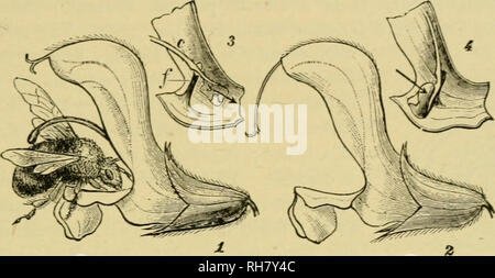 . Botanik der lebenden Pflanze. Botanik; Pflanzen. Anhang A 647 in Lamium, sondern, wie der Mechanismus ist präziser, hinreichende Wahrscheinlichkeit der Bestäubung kann mit mehr Wirtschaftlichkeit von Pollen gesichert als in anderen Labi - atae (Abb. 497). Nur die zwei schräg anterior Staubblätter sind gereift, die hinteren sind nach Minute Staminodien, vertreten oder sind ziemlich mißlungenen. Die antheren der beiden gut entwickelten Staubgefäßen haben die "CONNECTIVES" zwischen die anthere - Lappen länglich, so dass Sie um etwa einen Zentimeter voneinander getrennt sind. Jeder baumwollblüte liegt auf halbem Weg an der kurzen stout Heizdraht der Staubfaden b angebracht Stockfoto
