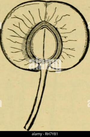 . Botanik der lebenden Pflanze. Botanik; Pflanzen. Anhang A 635 Die Variabilität der Rosaceous Blumen wird durch solche Beispiele illustriert. Ein markantes Merkmal ist die Vielfalt der Herkunft der saftige Fruchtfleisch, die Wert auf ihre Früchte gibt. In der Erdbeere, sondern ergibt sich aus der konvexen Gefäßes;. Bitte beachten Sie, dass diese Bilder sind von der gescannten Seite Bilder, die digital für die Lesbarkeit verbessert haben mögen - Färbung und Aussehen dieser Abbildungen können nicht perfekt dem Original ähneln. extrahiert. Bower, F. O. (Frederick Orpen), 1855-1948; Wardlaw, C. W. (Claude Wilson), 1901 -. Lond Stockfoto
