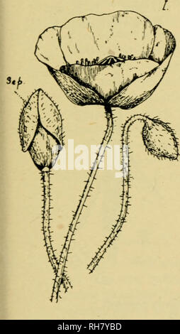 . Botanik der lebenden Pflanze. Botanik; Pflanzen. Anhang A 625 Androecium, Staubblätter unbefristete, spiralförmig angeordneten, frei, hypogynous. Gynoecium, Samenkapseln in der Regel 3, apocarpous, Superior. Follikel und ihre dehiszenz wie in Caltha. Vergleicht man diese Blume mit Ranunkeln oder Helleborus, es ist eindeutig ein zygo - morphic Entwicklung des gleichen Typs. Die Blüte ist protandrous. Die kelchblätter geben Farbe - Attraktion, und der Honig ist günstig für bescheidene - Bienen im hinteren platziert, der Blütenblätter, während die ganze geschützt durch die Haube. Die proterandrie macht Fremdbestäubung sehr wahrscheinlich von Successiv Stockfoto