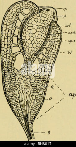 . Botanik der lebenden Pflanze. Botanik; Pflanzen. Und MUSCI HEPATICAE 469 umschließt eine zentrale Serie, bestehend aus Kanal- Zellen (C.C.), kann manchmal sehr zahlreich sein, eine ventrale - Kanal - Zelle (v. C. c), und der Eizelle (OV). Bei Fälligkeit das Ende des Halses wird in Anwesenheit von Wasser, aufgrund des Drucks der schleimige Schwellungen innerhalb; eine trichterförmige Kanal anschließend in die Eizelle (Bild führt. 363, vi.). Spermien, beweglich im Wasser, kann gesehen werden, Sie zu betreten, und es gibt Grund zu der Annahme, dass Ihre Bewegungen von dif gerichtet sind - Fusion von einigen löslichen Substanz, wie z.b. Rohrzucker. Es wi Stockfoto