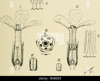 . Botanik der lebenden Pflanze. Botanik. Anhang A 527 Jahr. Die Blüten stehen einzeln in den Blattachseln Hüllblätter, die die foHage Blätter erfolgreich getragen. Es gibt zwei Arten von Blume, die auf unterschiedlichen Pflanzen getragen werden: "pin-eyed", mit dem Stigma belegt das Zentrum der Blüte, und "THRUM-eyed", wo seinen Platz durch fünf antheren berücksichtigt wird. Es wird gesehen werden, dass in der Anzahl und Anordnung der Teile sind beide gleichermaßen: Der Unterschied ist ein Teil der Entwicklung der Teile (Abb. 434). Für Bequemlichkeit ein "pin-eyed" Blume erste getroffen werden können; es bestehen Stockfoto