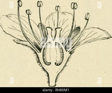 . Botanik der lebenden Pflanze. Botanik. Anhang A 517 durch Zunahme der Zahl der Staubblätter, oder Der fruchtblätter; durch den Untergang der Samenkapseln mehr oder weniger vollständig in die Buchse, um so zu einer Hälfte unterlegen oder eine minderwertige Eierstock geben; und in einigen Fällen durch eine Reduktion der Anzahl uf tiic Samenkapseln zu zwei oder nur eine. Die Anzahl der Eizellen kann auch gekürzt werden. Aber immer noch im Rahmen der Blume bleibt die gleiche. Die meisten der verwandten Pflanzen tragen lässt.. Abb. 422. Medianschnitt der Blume des Sa. xifragc, zeigt die Fruchtblätter halb in der recep versenkt - tacle, ein^ kohärente für die Stockfoto