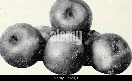 . Freigebige ridge Baumschulen: Unsere kompletten Katalog und Pflanzung guide Herbst Frühling 1957 1958. Baumschulen (Gartenbau) Kataloge Kataloge; Obst; Obstbäume Kataloge; Bäume; Blumen Kataloge Kataloge. "RED WARRIOR^> Es ist wunderschön ail-über leuchtend rote Farbe, Größe, hervorragende Qualität machen es zu einem Marktführer. Der Baum ist in der Regel kräftig, wächst natürlich auch ähnlich Mcintosh und Bären regularlv gebildet. Die Frucht ist groß, in der Regel besser als drei Zoll Mittelwertbildung. Die Haut ist glatt und ein leuchtend roter von Stamm zu Kelch gefärbt, und nicht leicht zu stechen. Seine Reifung Stockfoto